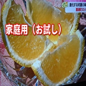 当園の【土佐はるか】【家庭用わけあり】お試し【酸味ゼロの甘さ】3Ｌ～Ｌサイズお徳用！３キロ（10~18個)【お試し価格】【送料込一部地域除く】