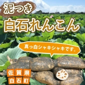 【夏のレンコンはシャキシャキで真っ白！】泥付き★白石れんこん★2kg（佐賀県白石町産）【お中元2023】【米・野菜・惣菜】