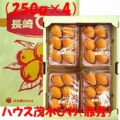 「長崎県産」ハウス茂木びわ★「赤秀」（250ｇ×4パック）オレンジ色の果実は春から初夏の季節感を感じさせてくれます。