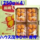 「長崎県産」ハウス茂木びわ★「青秀」（250ｇ×4パック）オレンジ色の果実は春から初夏の季節感を感じさせてくれます。