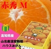 【お中元2024】【フルーツ】 みかん　高知県「山北産温室栽培ハウスみかん」赤秀Mサイズ（2.5ｋｇ）　★送料無料！甘さ抜群！発送は、５月下旬から。