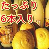 お徳用【たっぷり6本入り】生搾りたて土佐はるか2024【糖度15.4度の甘さ】【土佐はるか：生搾りストレート果汁100％無添加720ml（6本入り）【送料込み一部地域を除く】