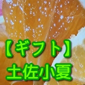 【ギフト用】果汁たっぷり【土佐小夏】（３キロ：１5～26個入り）【キレイ選別】《送料込一部地域を除く》