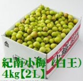 紀州 小梅（白王） 和歌山県産 秀品【 2Lサイズ 】約4kg　発送は5月中旬から。