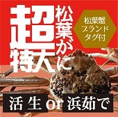 松葉ガニ 超特大サイズ約1.1-1.3kg タグ付【生／茹で】