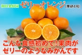 大分県つくみ産 ゼリーオレンジ（果研4号）（5kg入り）