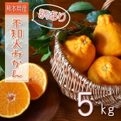 【ご自宅用】訳あり不知火みかん　5kg 【発送：3月～】