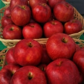 【予約受付中】 盛岡生まれの甘酸っぱ～い「さんさ」りんご5キロ家庭用　岩手県　