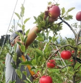 【予約受付中】「つがる」りんご5キロ家庭用　岩手県　