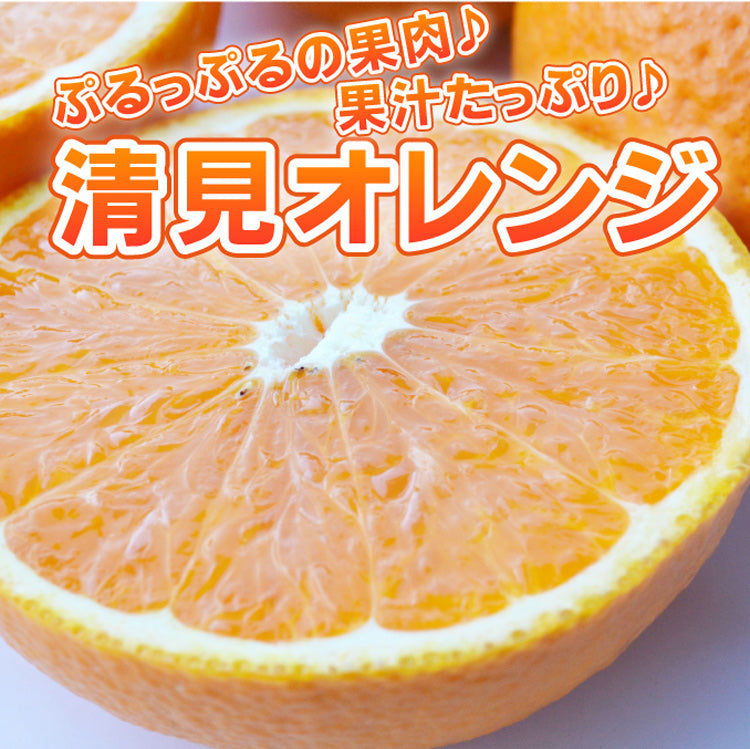 ぷるぷるの果肉に果汁たっぷり★清見オレンジ★（混合サイズ）