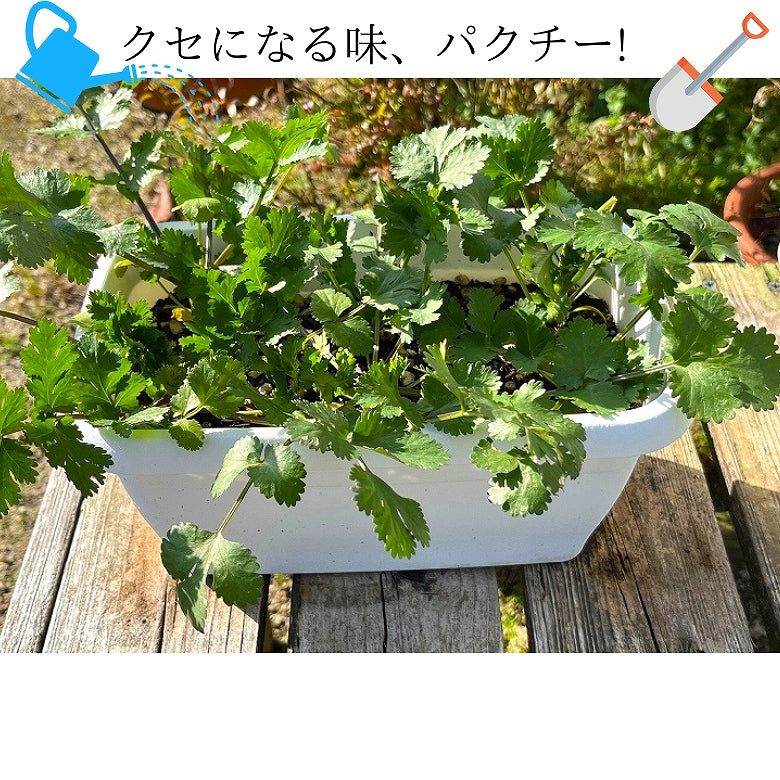 「いつでもパクチー」ミニプランター植え。クセのある香りがやみつきに!　葉・茎・根、全部食べれます。【送料込み】