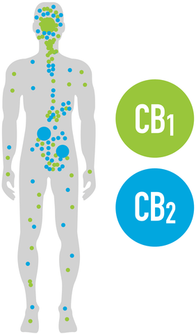 CB1 and CB2 receptors in human body
