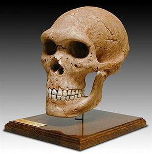 Neanderthal Skull With Stand From Hominid Series 9h