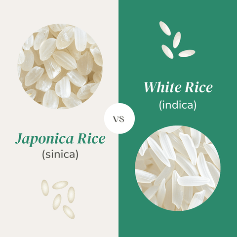 japonica rice vs white rice