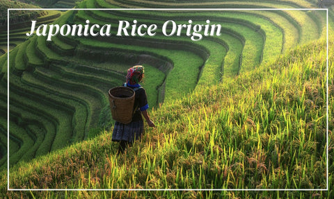japonica rice origins woman in rice field