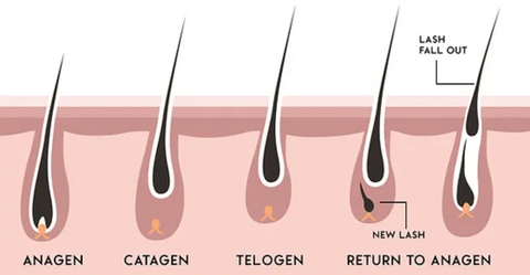 Lashiology™ Eyelash Growth Intensive Serum