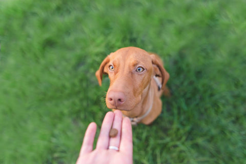 Insektensnacks Hund Training