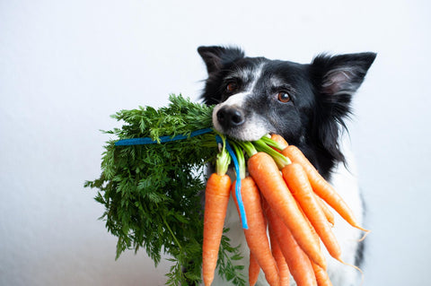 FAVLY Petfood_Hund hält einen Bund Karotten im Maul