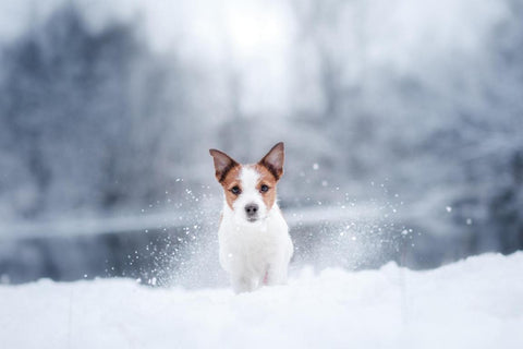 FAVLY Petfood_Hund springt durch den Schnee und freut sich auf sein Leckerli