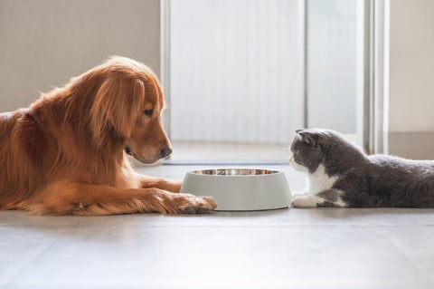 FAVLY Petfood_Hund und Katze liegen vor einem Napf
