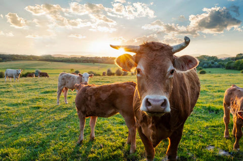 FAVLY Petfood_Rinder auf der Weide für eine artgerechte Nutztierhaltung