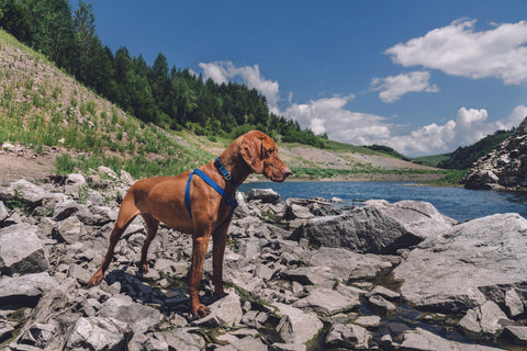 Hund_Brustgeschirr