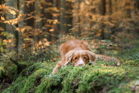 Hund_Zeckengefahr