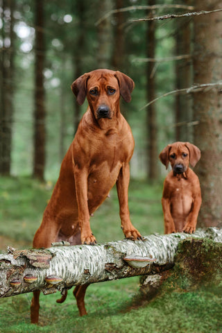 Hund_groß&klein