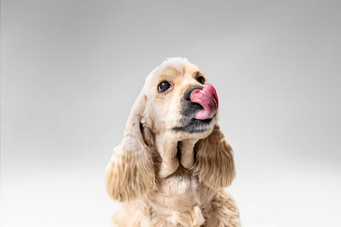 Hund natürlicher Snack