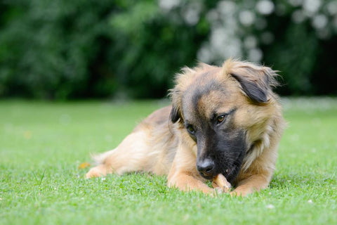 Natürliche Beschäftigung Hunde