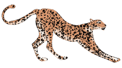 Leopard illustration