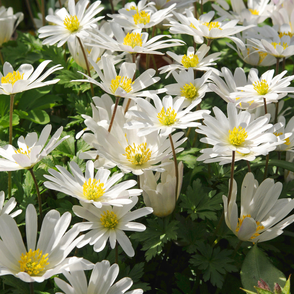 Anemone blanda White Splendour, Anémone