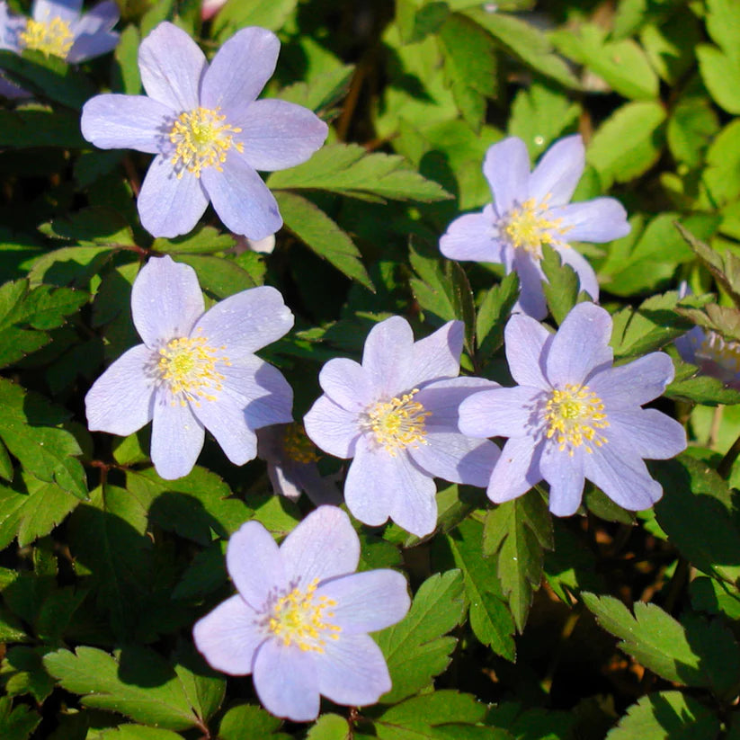 Anemone nemorosa Robinsoniana, Anémone des Bois