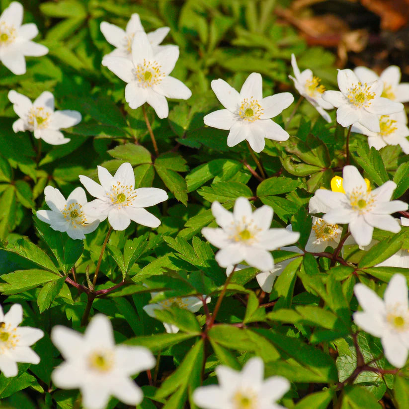 Anemone nemorosa, Anémone des Bois