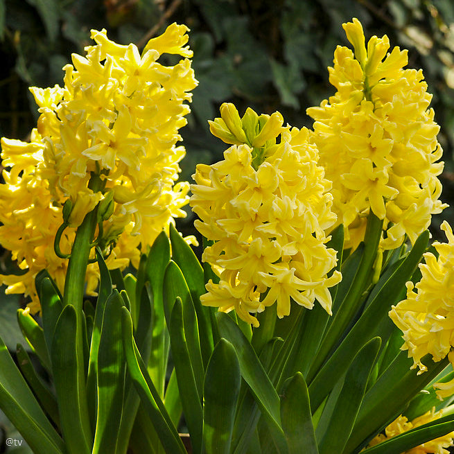 Hyacinthus Gipsy Princess, Jacinthe