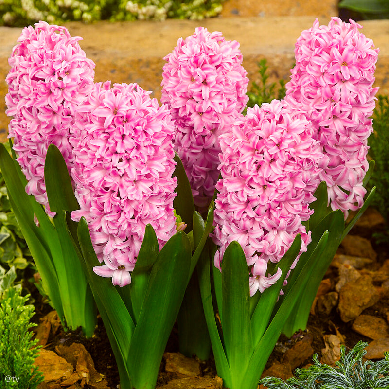 Hyacinthus Pink Pearl, Jacinthe