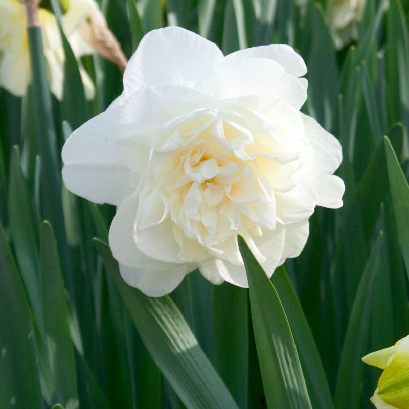 Narcissus Obdam, Narcisse jonquille Double