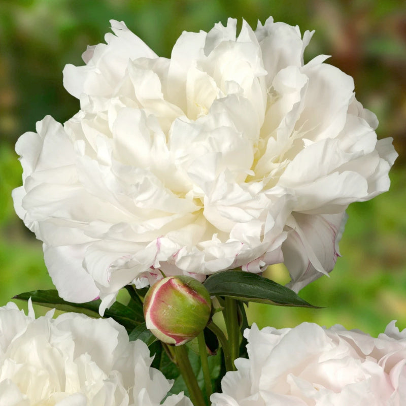 Paeonia Duchesse de Nemours, Pivoine Blanche