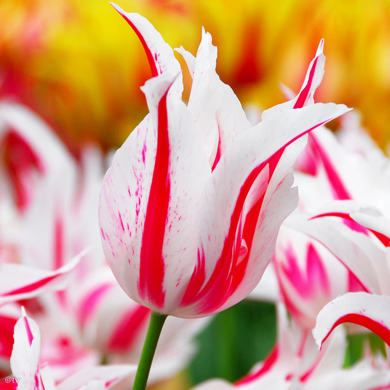 Tulipe Marilyn, Tulipe Fleur de Lys,