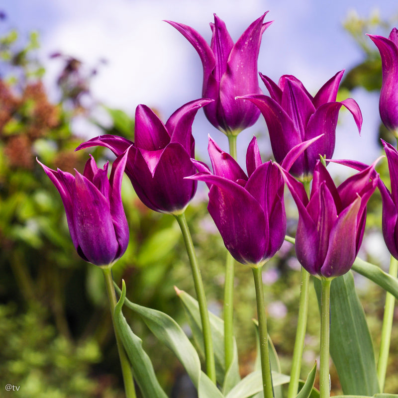 Tulipe Purple Dream, Tulipe Fleur de Lys,