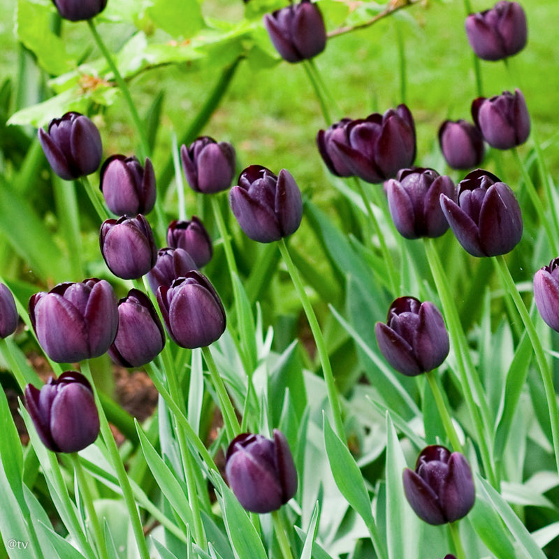 Tulipe Queen of Night, Tulipe Simple Tardive,