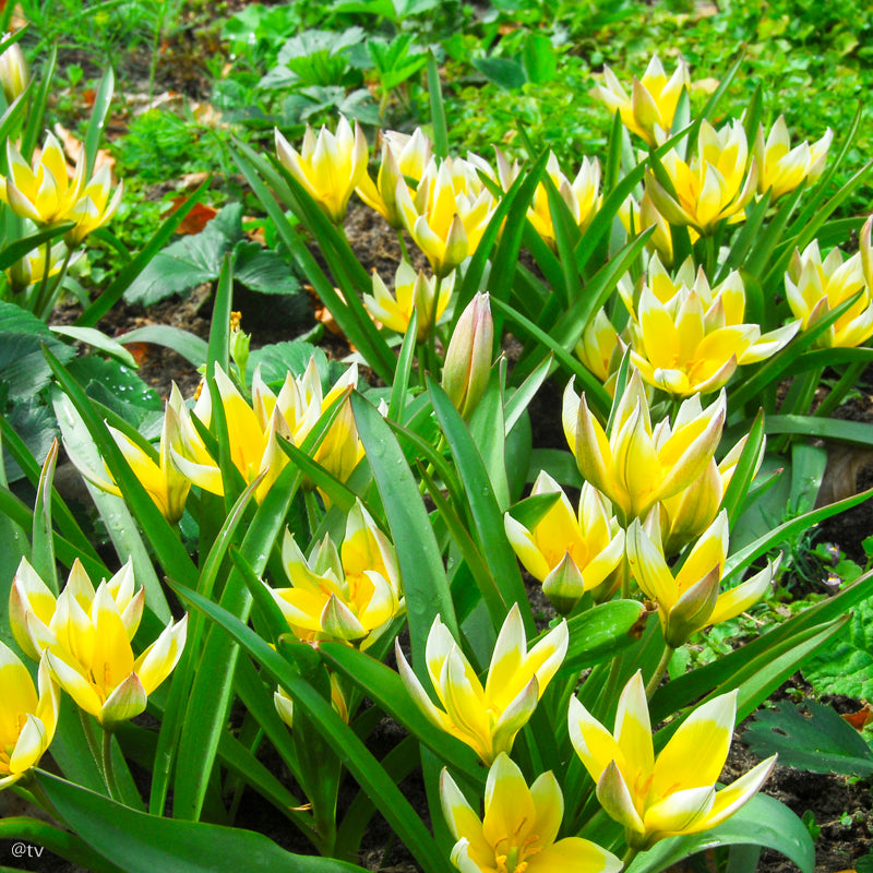 Tulipe tarda, Tulipe botanique