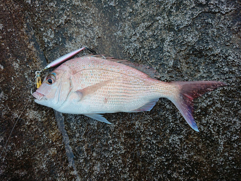 The snapper was caught on shore jigging fast pitch actions