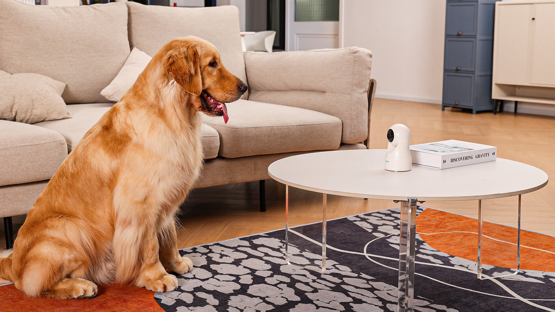 A golden retriever sits on the living room floor looking at the Owltron camera.