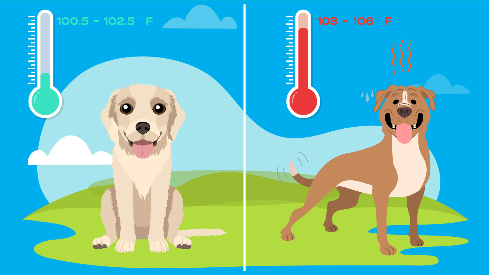 Comparison Chart of Dogs' Body Temperatures