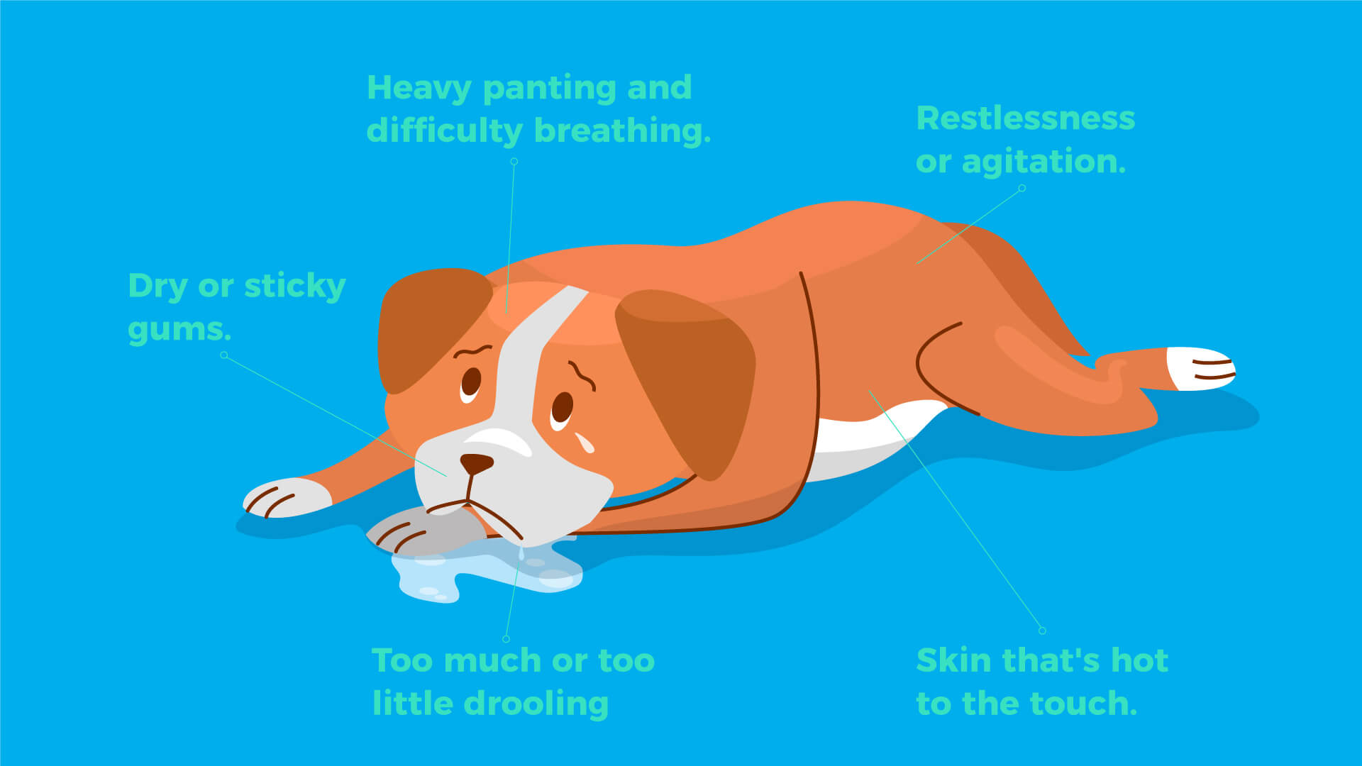 Symptoms of Heat Stroke in Pets