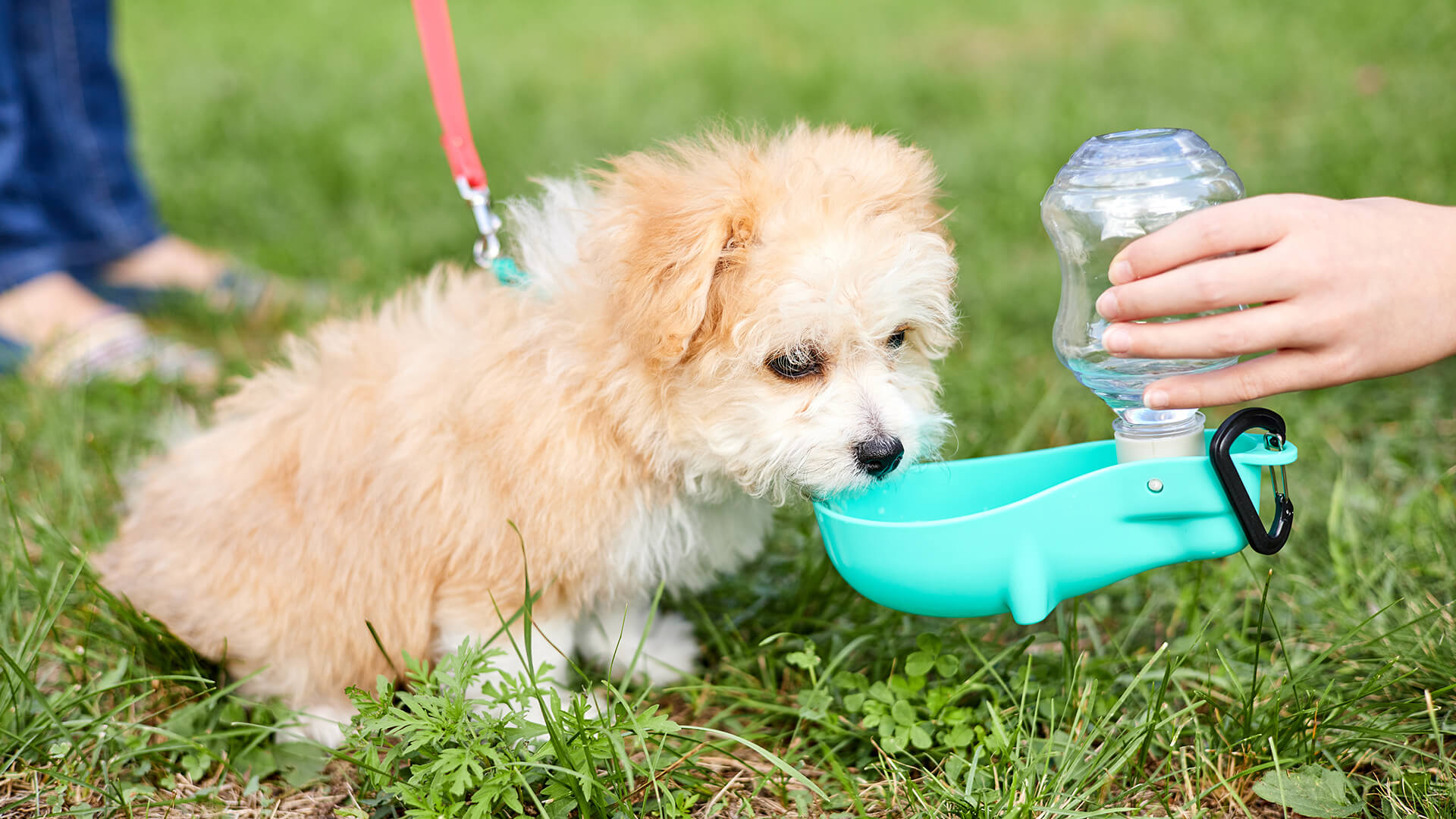 Puppy drinking from a bowl in the grass.