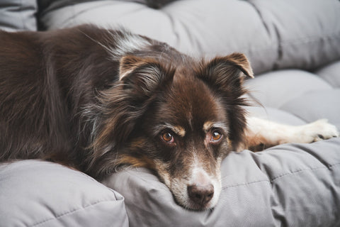 ein brauner schäferhund, der auf dem sofa liegt