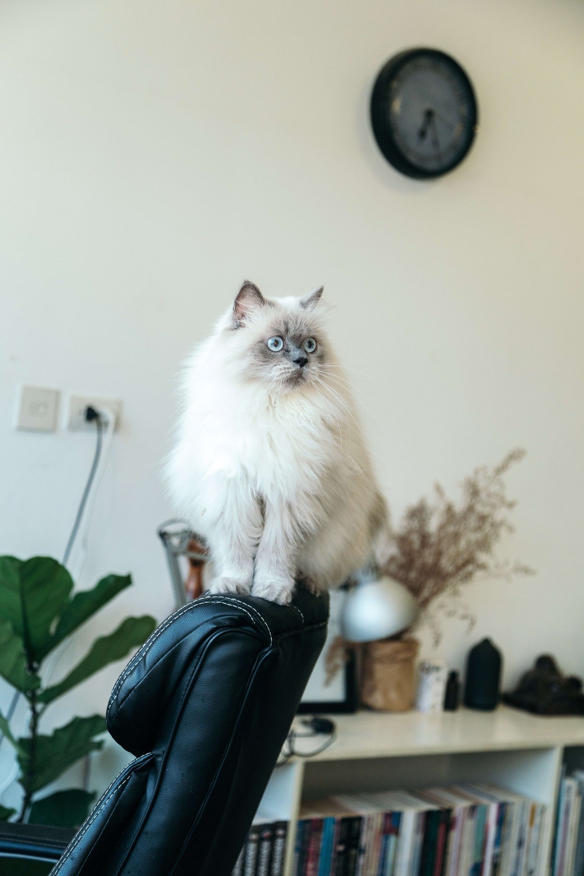 a cat on a desk