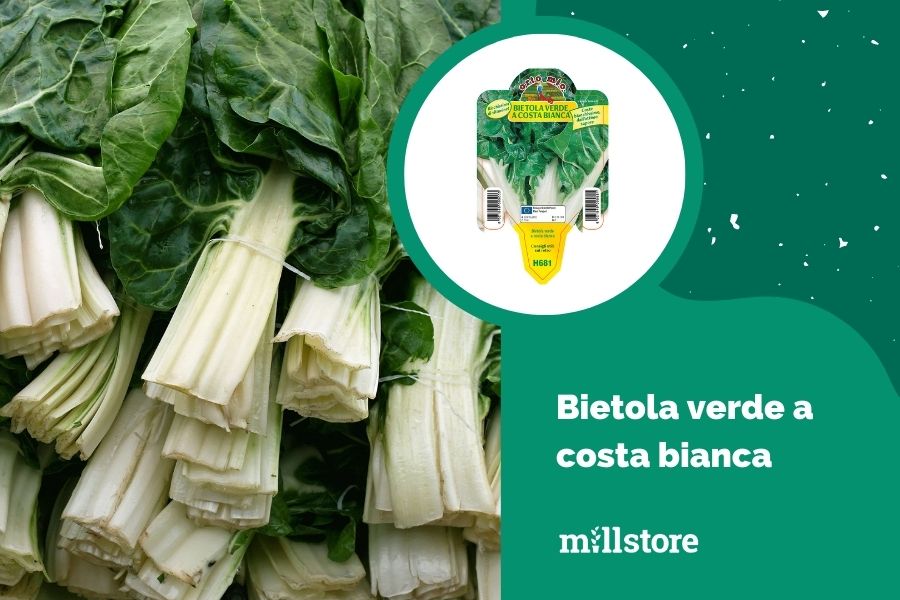 Bietola verde da coltivare